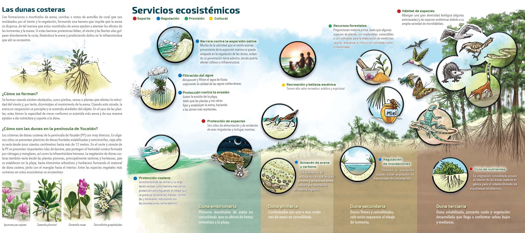 Servicios ecosistemicos dunas