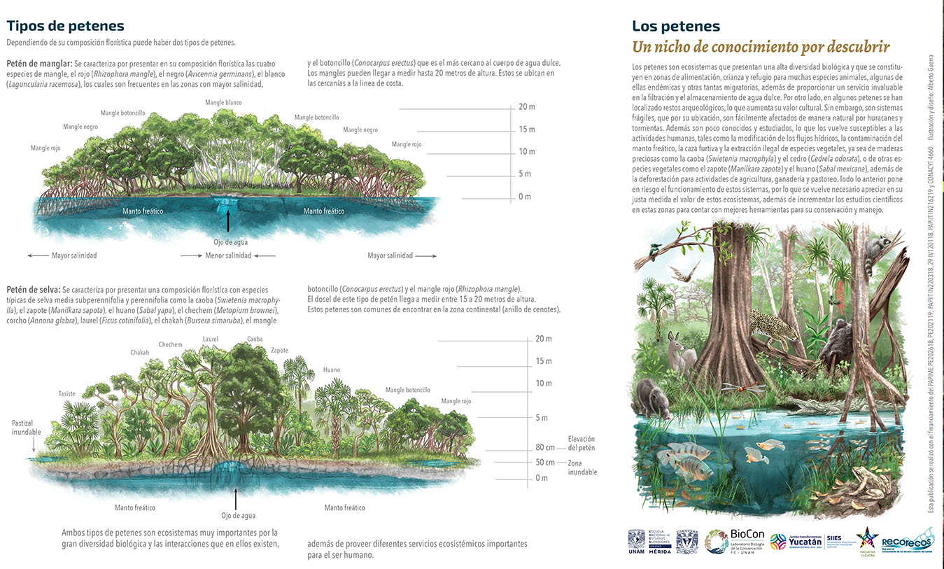 Amenazas a la selva baja